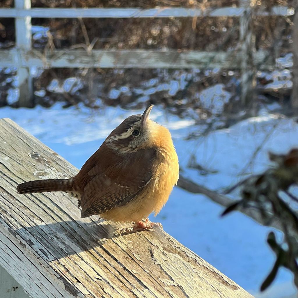 Carolina Wren