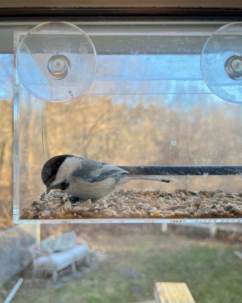 Black Capped Chickadee