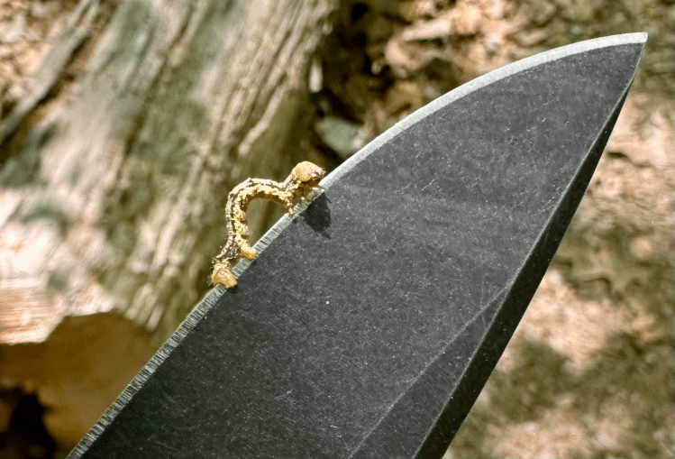 Benchmade CLA, Caterpillar